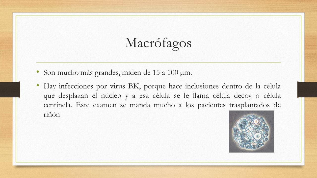 Macrófagos Son mucho más grandes, miden de 15 a 100 µm.