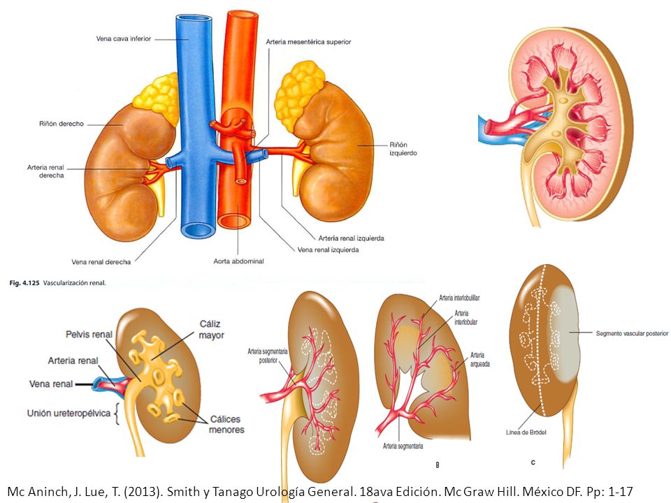 Mc Aninch, J. Lue, T. (2013). Smith y Tanago Urología General