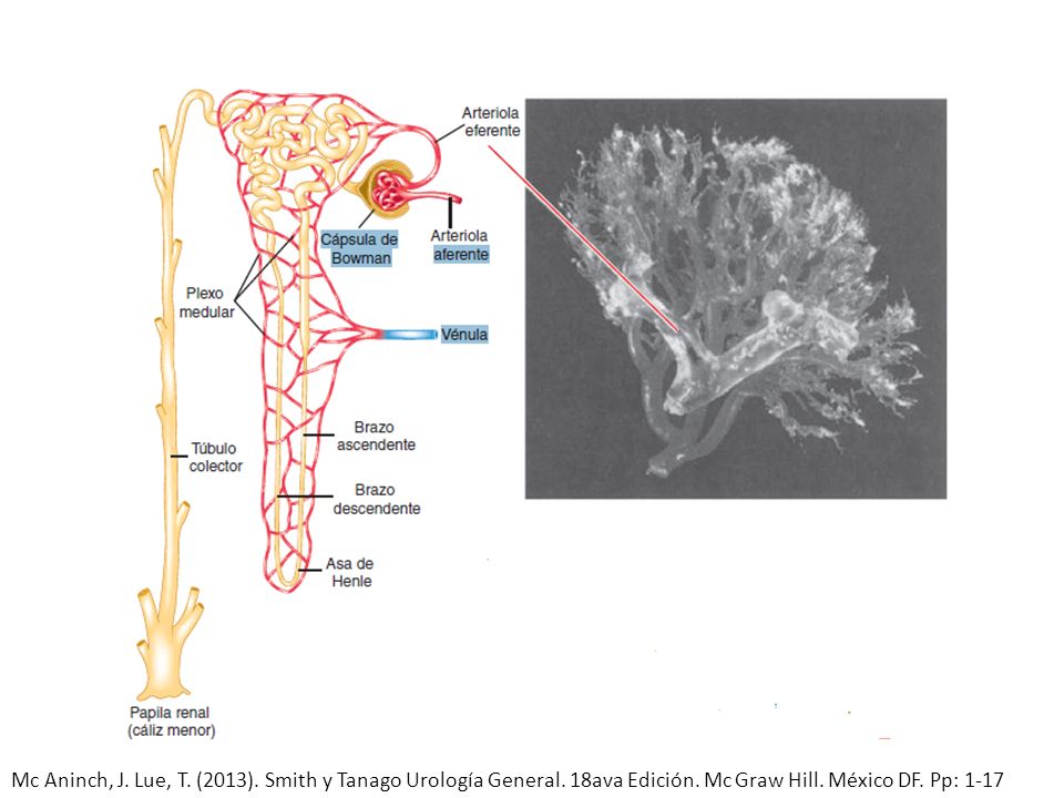 Mc Aninch, J. Lue, T. (2013). Smith y Tanago Urología General