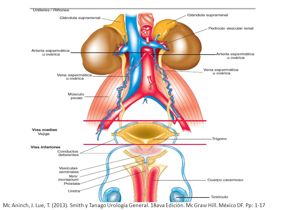 Mc Aninch, J. Lue, T. (2013). Smith y Tanago Urología General