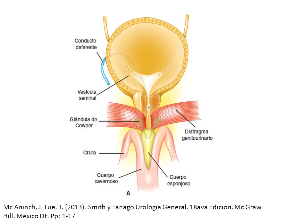 Mc Aninch, J. Lue, T. (2013). Smith y Tanago Urología General