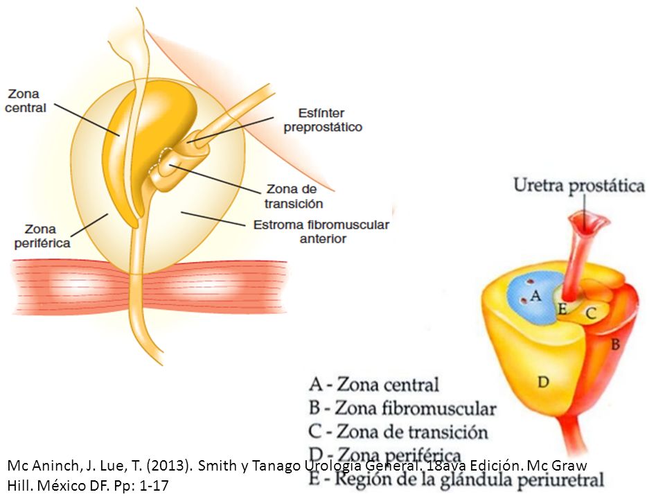 Mc Aninch, J. Lue, T. (2013). Smith y Tanago Urología General