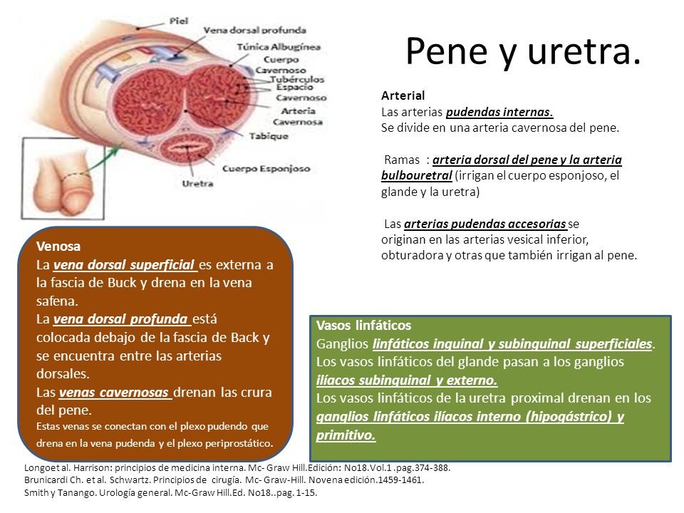 Pene y uretra. Arterial Las arterias pudendas internas. Se divide en una arteria cavernosa del pene.