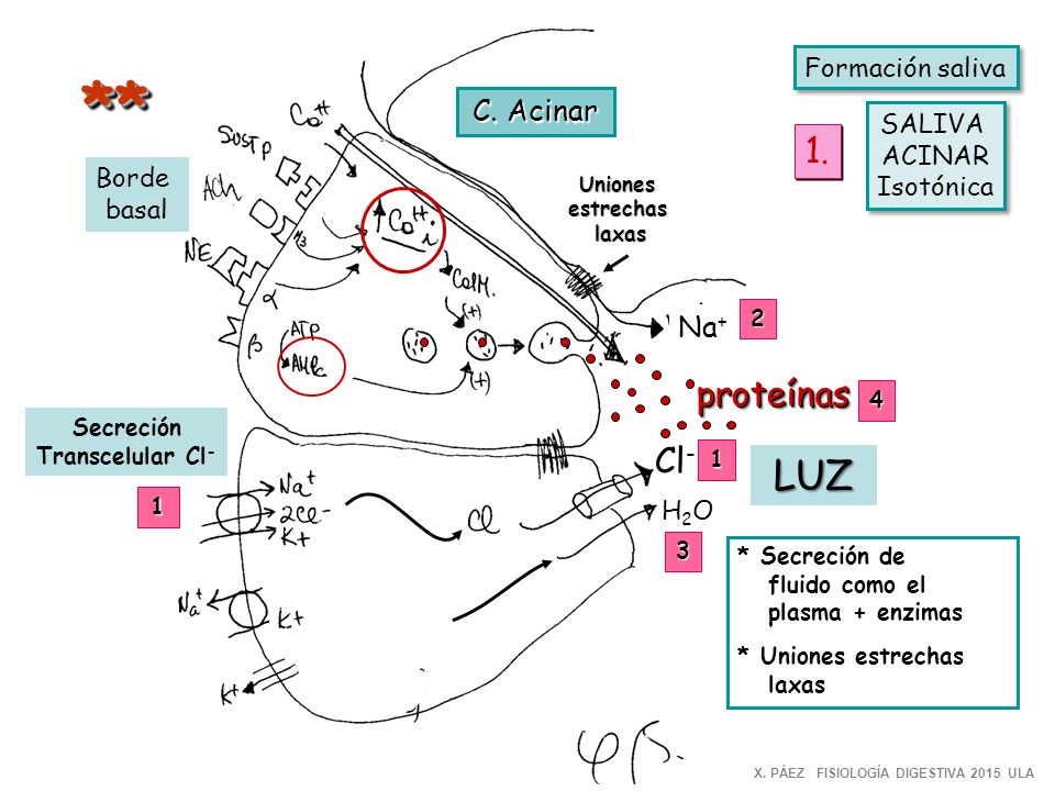 ** LUZ 1. proteínas Cl- C. Acinar Na+ Formación saliva SALIVA ACINAR