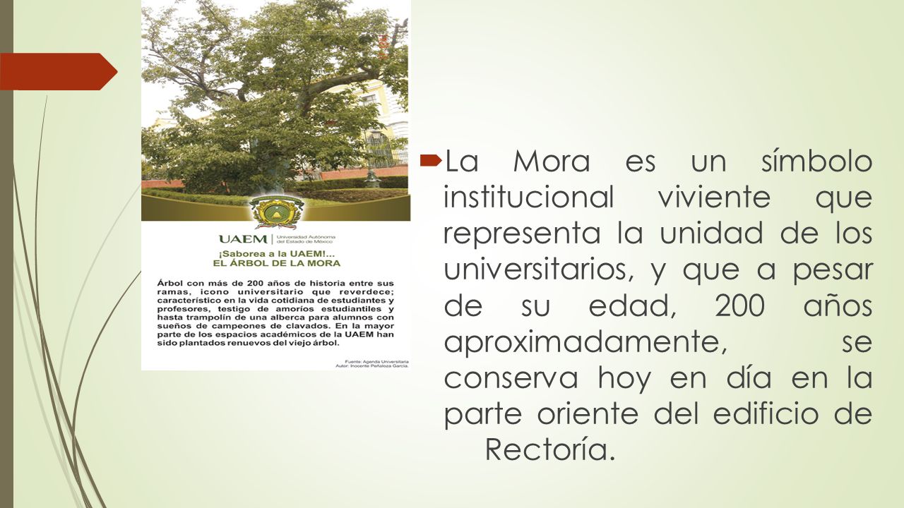 La Mora es un símbolo institucional viviente que representa la unidad de los universitarios, y que a pesar de su edad, 200 años aproximadamente, se conserva hoy en día en la parte oriente del edificio de Rectoría.