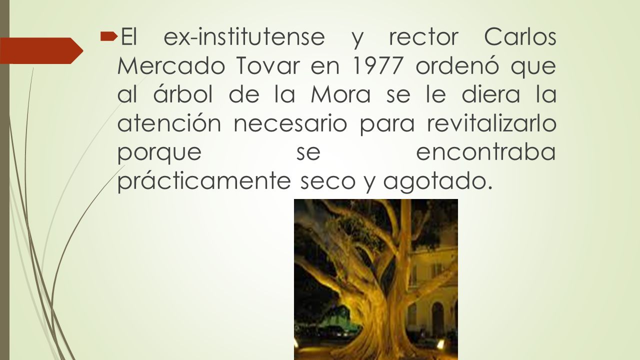 El ex-institutense y rector Carlos Mercado Tovar en 1977 ordenó que al árbol de la Mora se le diera la atención necesario para revitalizarlo porque se encontraba prácticamente seco y agotado.
