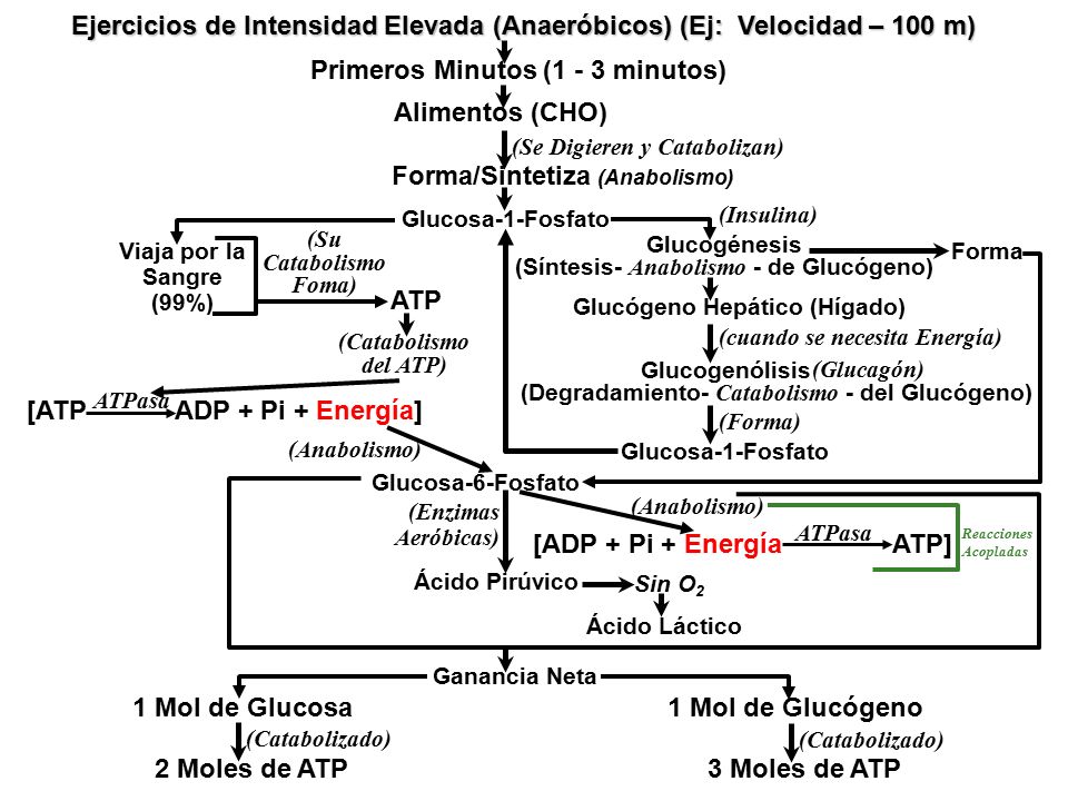 Ejercicios de Intensidad Elevada (Anaeróbicos) (Ej: Velocidad – 100 m)