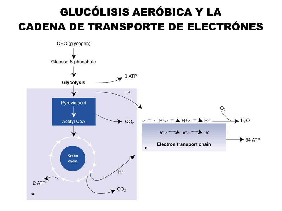 GLUCÓLISIS AERÓBICA Y LA CADENA DE TRANSPORTE DE ELECTRÓNES