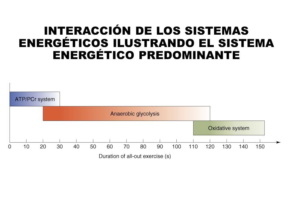 INTERACCIÓN DE LOS SISTEMAS ENERGÉTICOS ILUSTRANDO EL SISTEMA ENERGÉTICO PREDOMINANTE