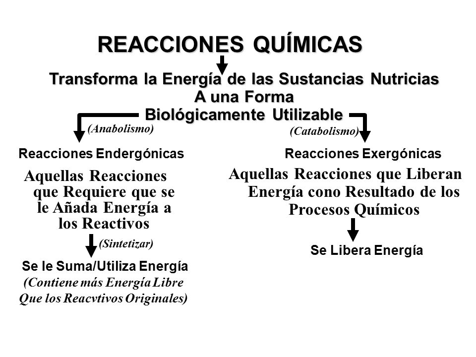 REACCIONES QUÍMICAS Transforma la Energía de las Sustancias Nutricias