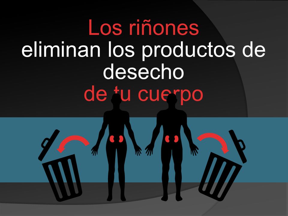 Los riñones eliminan los productos de desecho de tu cuerpo