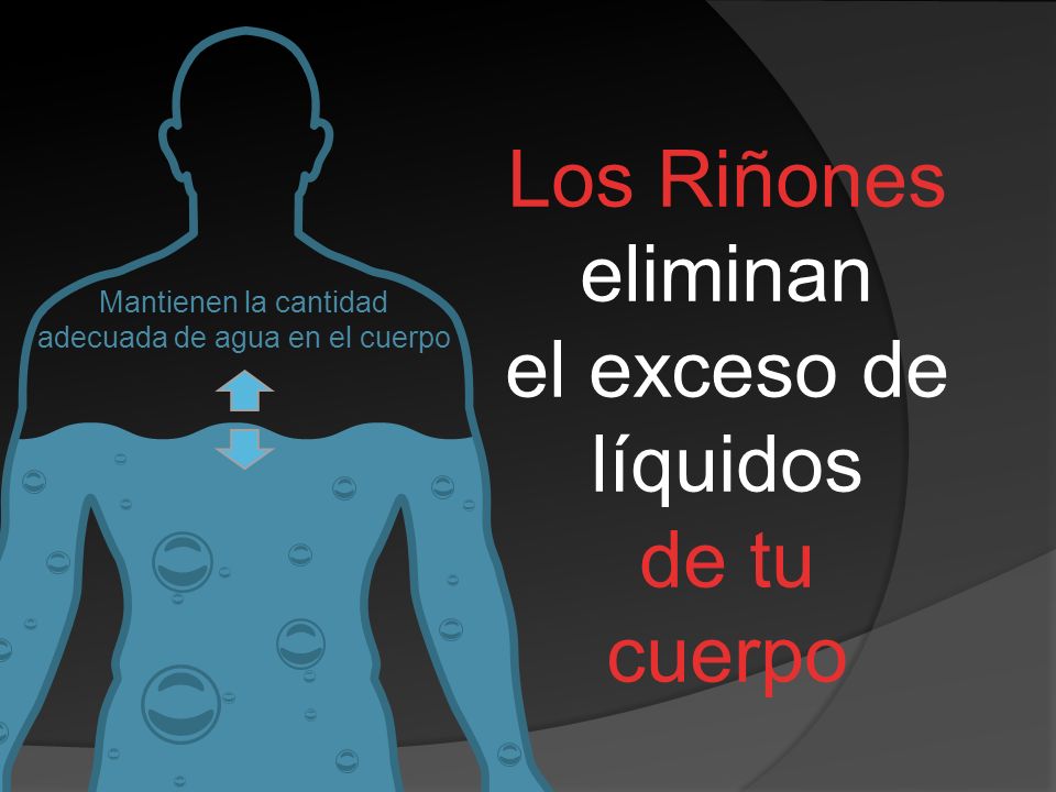 Los Riñones eliminan el exceso de líquidos de tu cuerpo