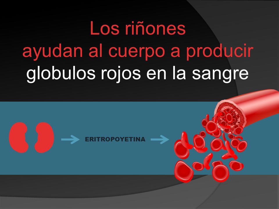 Los riñones ayudan al cuerpo a producir globulos rojos en la sangre