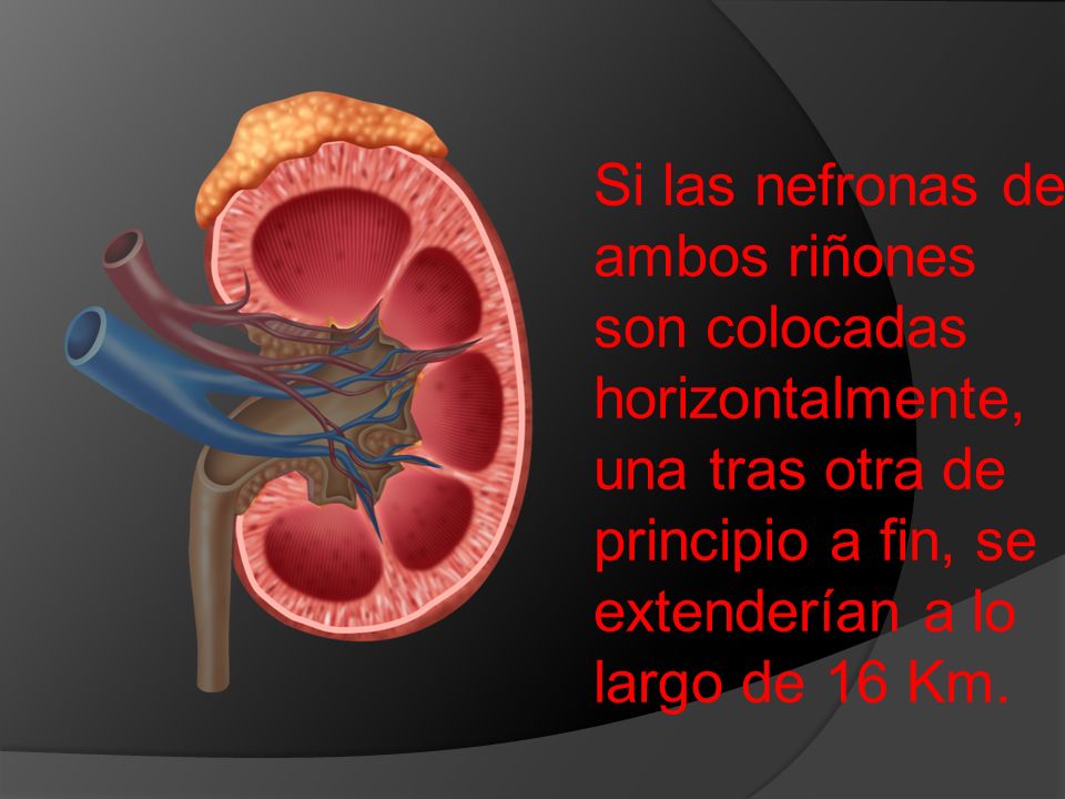 Si las nefronas de ambos riñones son colocadas horizontalmente, una tras otra de principio a fin, se extenderían a lo largo de 16 Km.