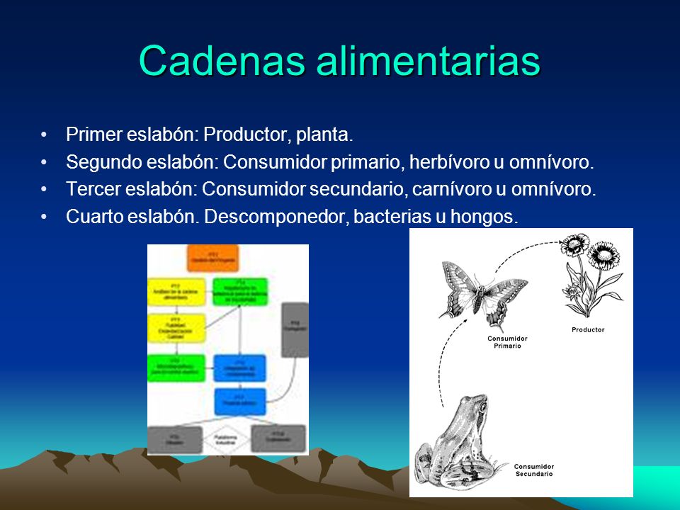 Cadenas alimentarias Primer eslabón: Productor, planta.