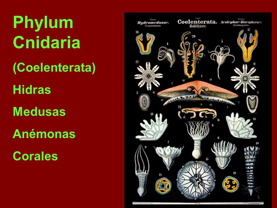 Phylum Cnidaria (Coelenterata) Hidras Medusas Anémonas Corales