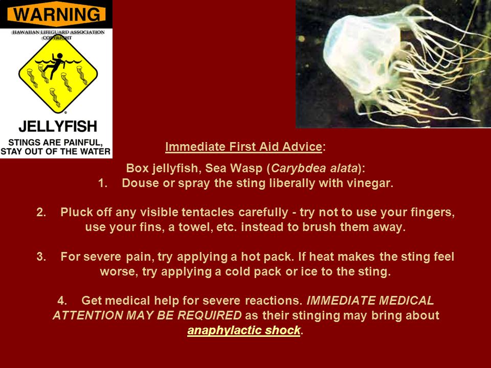 Immediate First Aid Advice: Box jellyfish, Sea Wasp (Carybdea alata): 1. Douse or spray the sting liberally with vinegar.