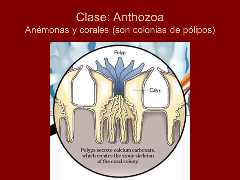 Clase: Anthozoa Anémonas y corales (son colonias de pólipos)