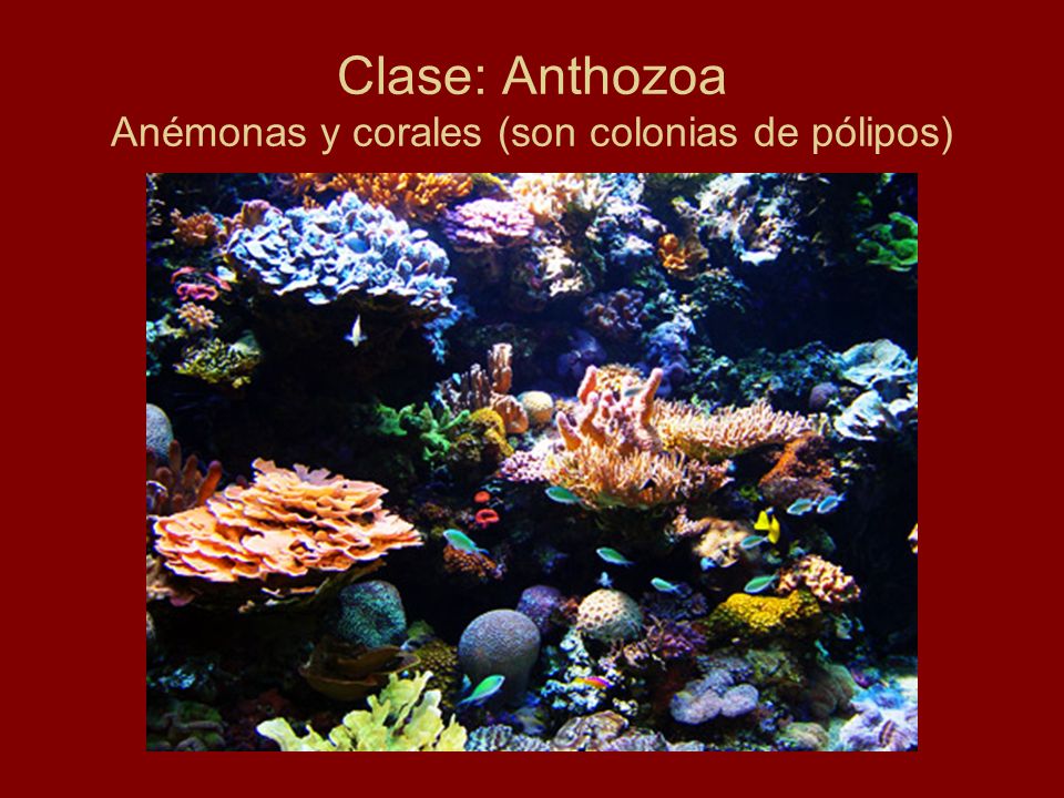 Clase: Anthozoa Anémonas y corales (son colonias de pólipos)