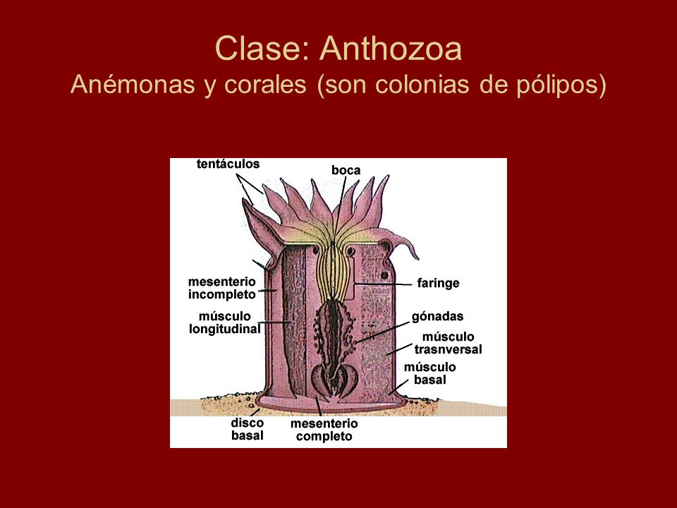 Clase: Anthozoa Anémonas y corales (son colonias de pólipos)