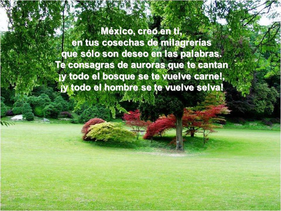 México, creo en ti, en tus cosechas de milagrerías que sólo son deseo en las palabras.
