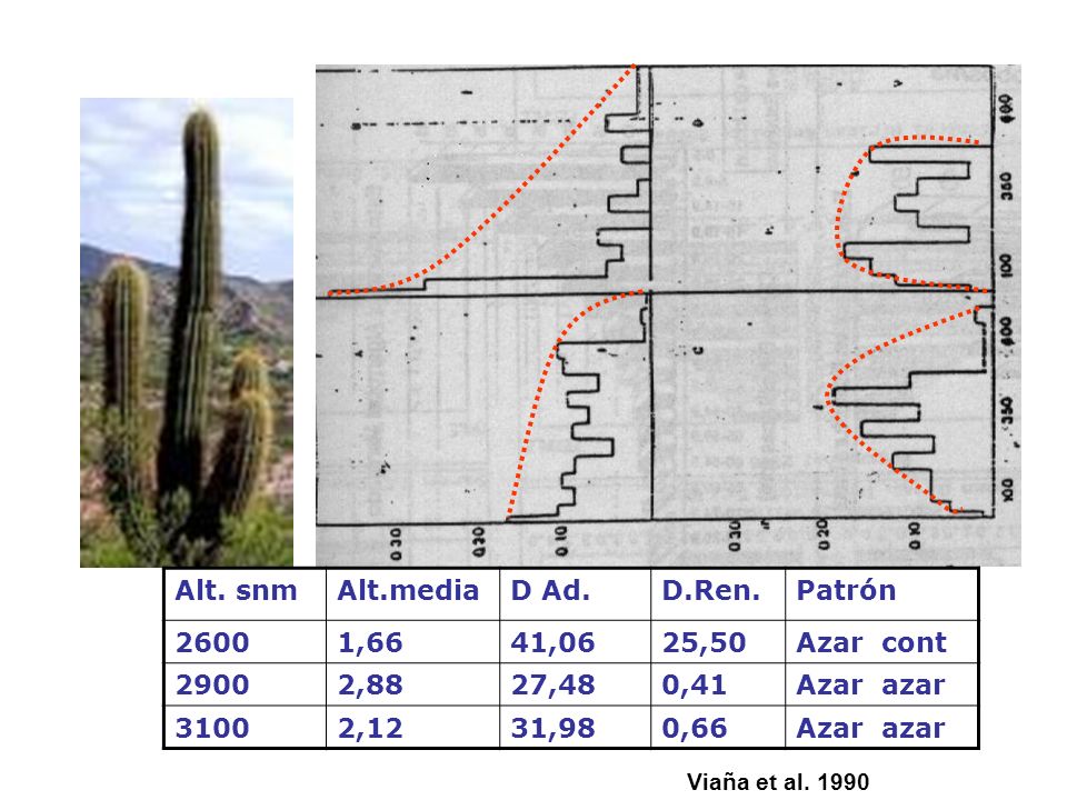 Alt. snm Alt.media D Ad. D.Ren. Patrón ,66 41,06 25,50 Azar cont