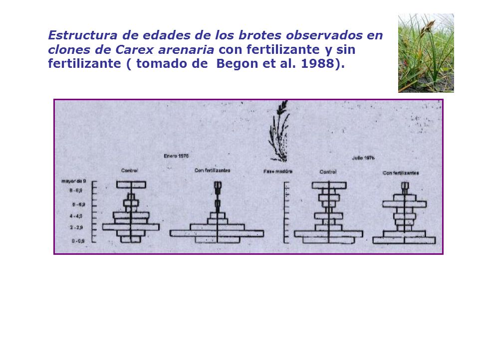 Estructura de edades de los brotes observados en clones de Carex arenaria con fertilizante y sin fertilizante ( tomado de Begon et al.