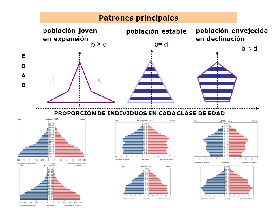 Patrones principales b > d b= d b < d ♂ ♀ población joven