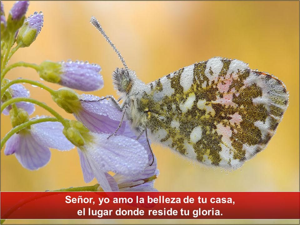 Señor, yo amo la belleza de tu casa, el lugar donde reside tu gloria.