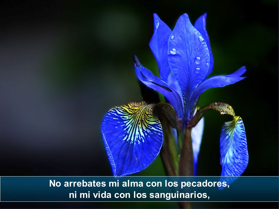 No arrebates mi alma con los pecadores, ni mi vida con los sanguinarios,