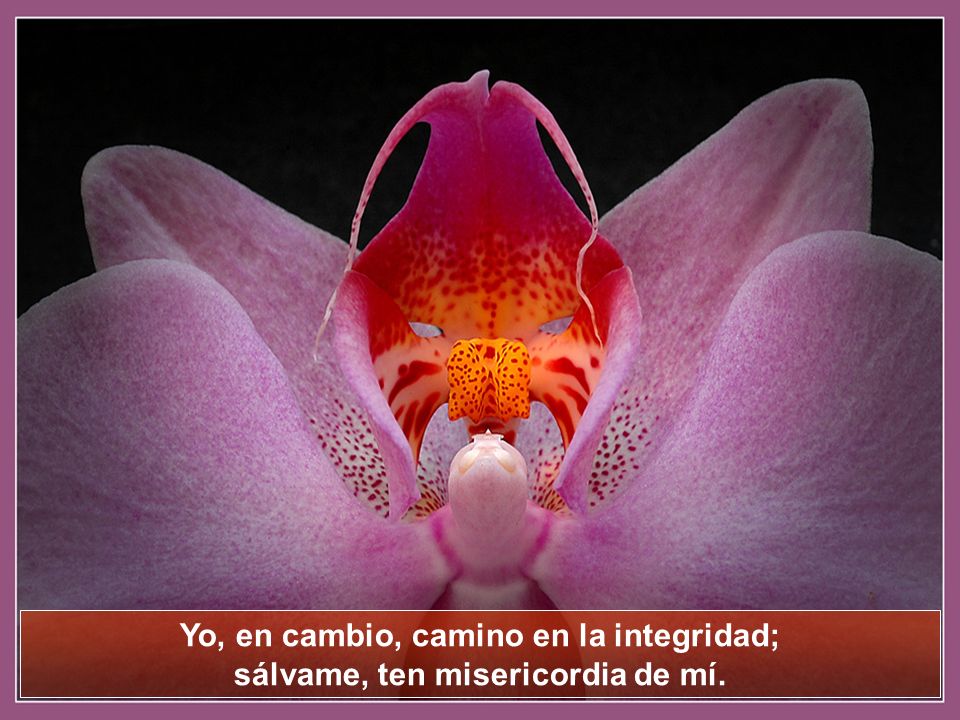 Yo, en cambio, camino en la integridad; sálvame, ten misericordia de mí.