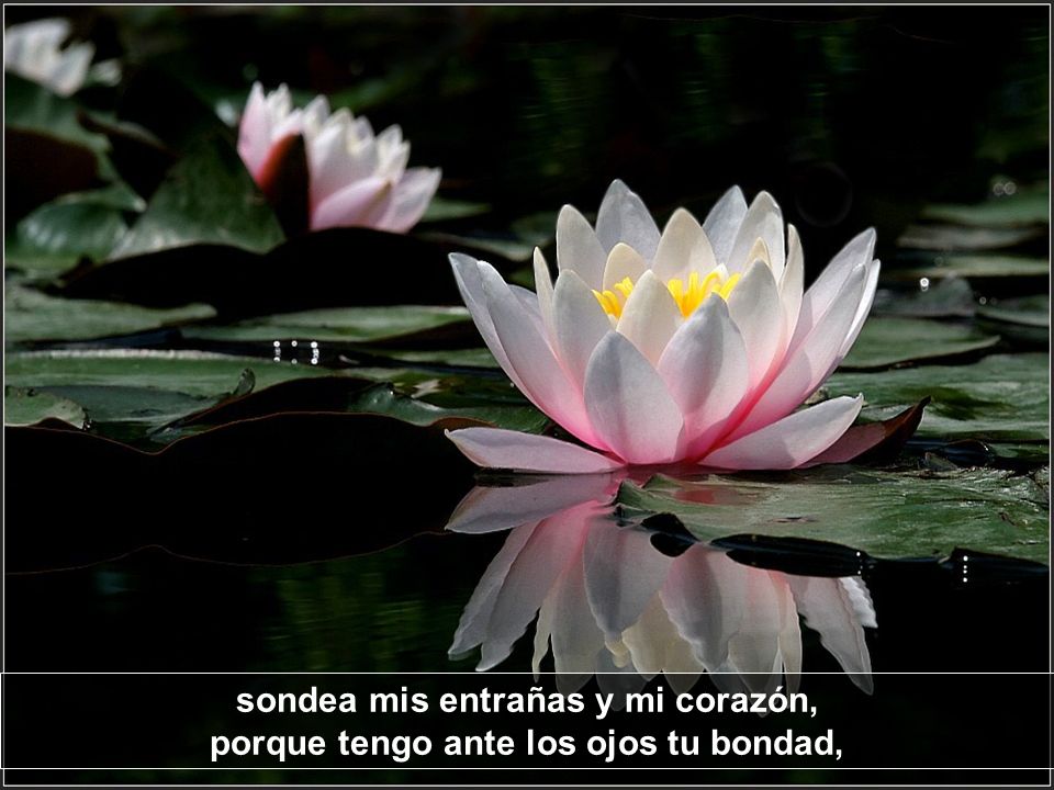 sondea mis entrañas y mi corazón, porque tengo ante los ojos tu bondad,
