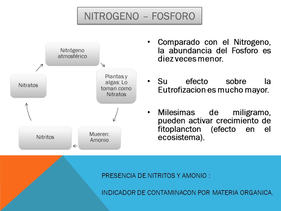 NITROGENO – FOSFORO Nitrógeno atmosférico. Plantas y algas: Lo toman como Nitratos. Mueren: Amonio.