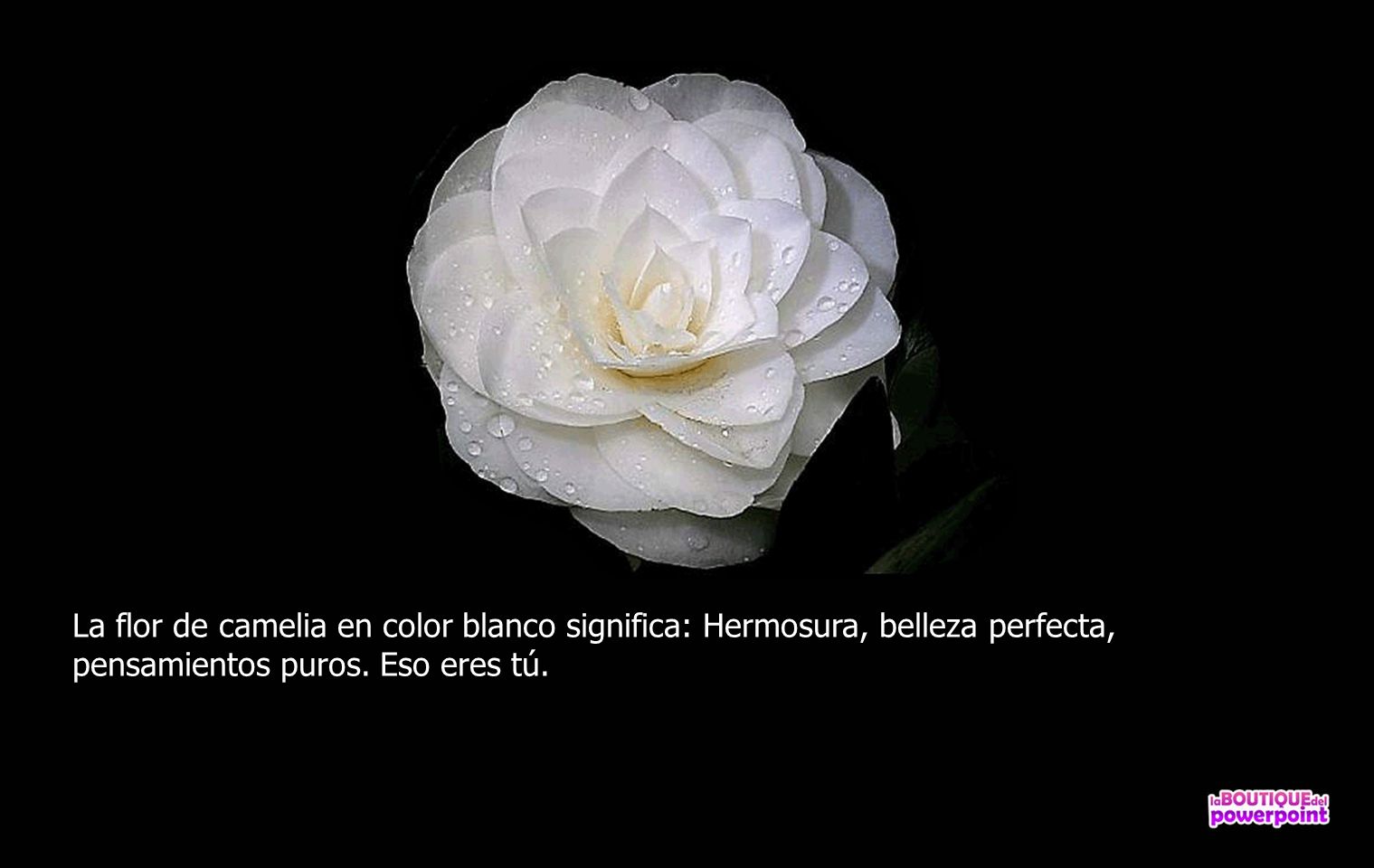 La flor de camelia en color blanco significa: Hermosura, belleza perfecta, pensamientos puros.