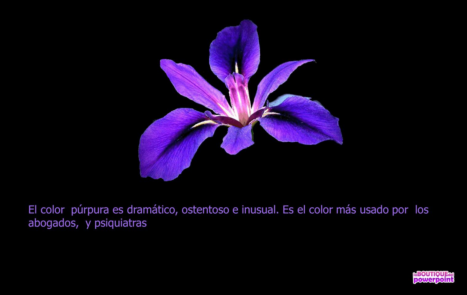 El color púrpura es dramático, ostentoso e inusual