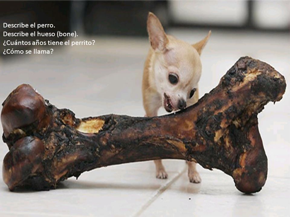 Describe el perro. Describe el hueso (bone). ¿Cuántos años tiene el perrito ¿Cómo se llama