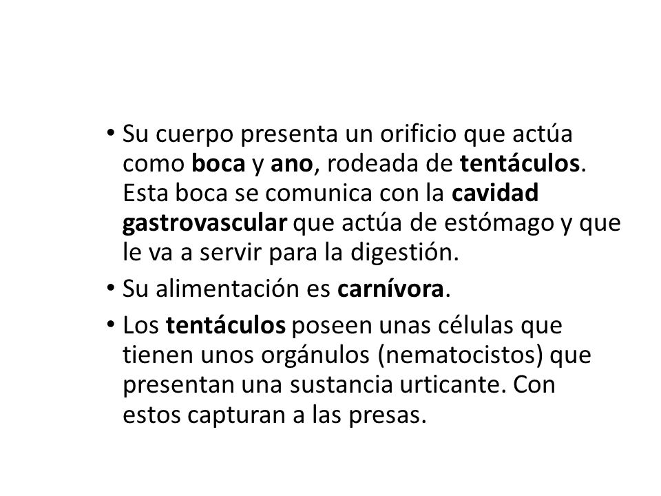Su cuerpo presenta un orificio que actúa como boca y ano, rodeada de tentáculos. Esta boca se comunica con la cavidad gastrovascular que actúa de estómago y que le va a servir para la digestión.