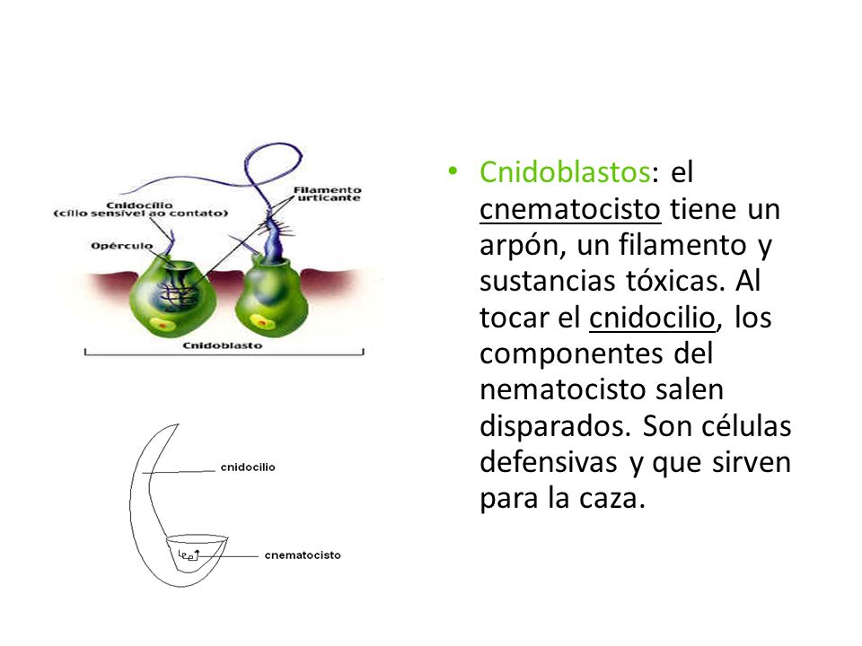 Cnidoblastos: el cnematocisto tiene un arpón, un filamento y sustancias tóxicas.