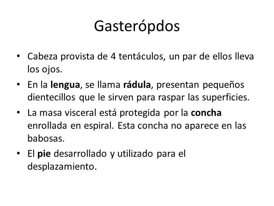 Gasterópdos Cabeza provista de 4 tentáculos, un par de ellos lleva los ojos.