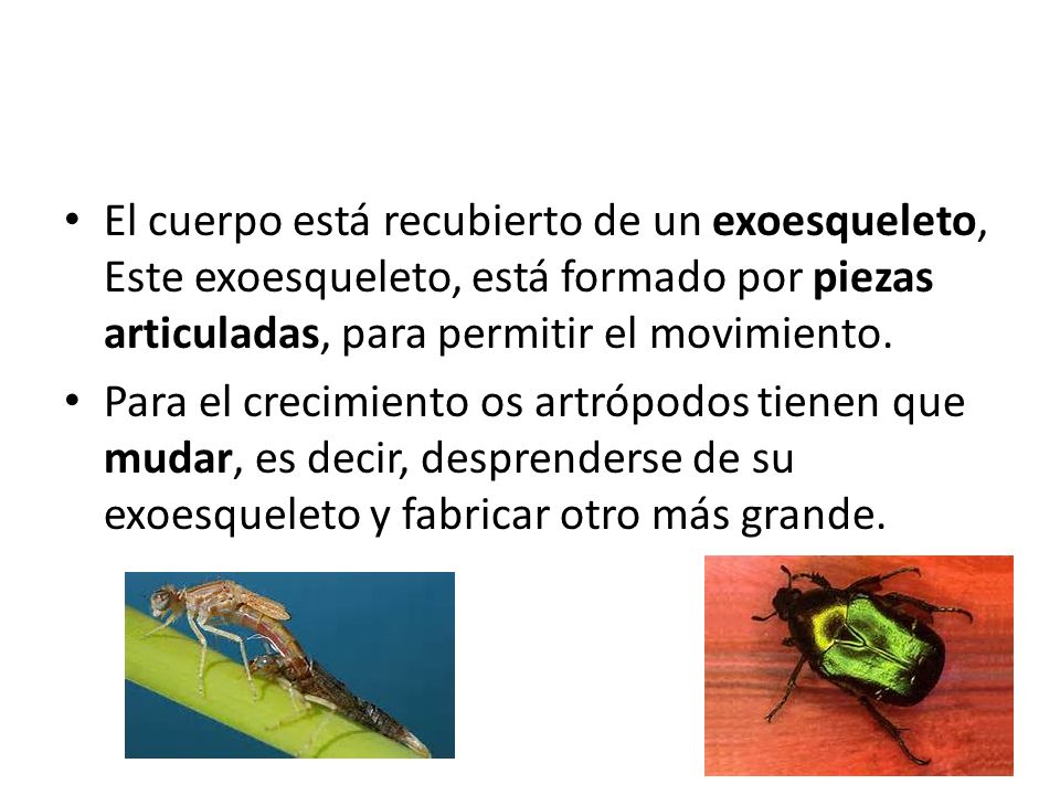 El cuerpo está recubierto de un exoesqueleto, Este exoesqueleto, está formado por piezas articuladas, para permitir el movimiento.