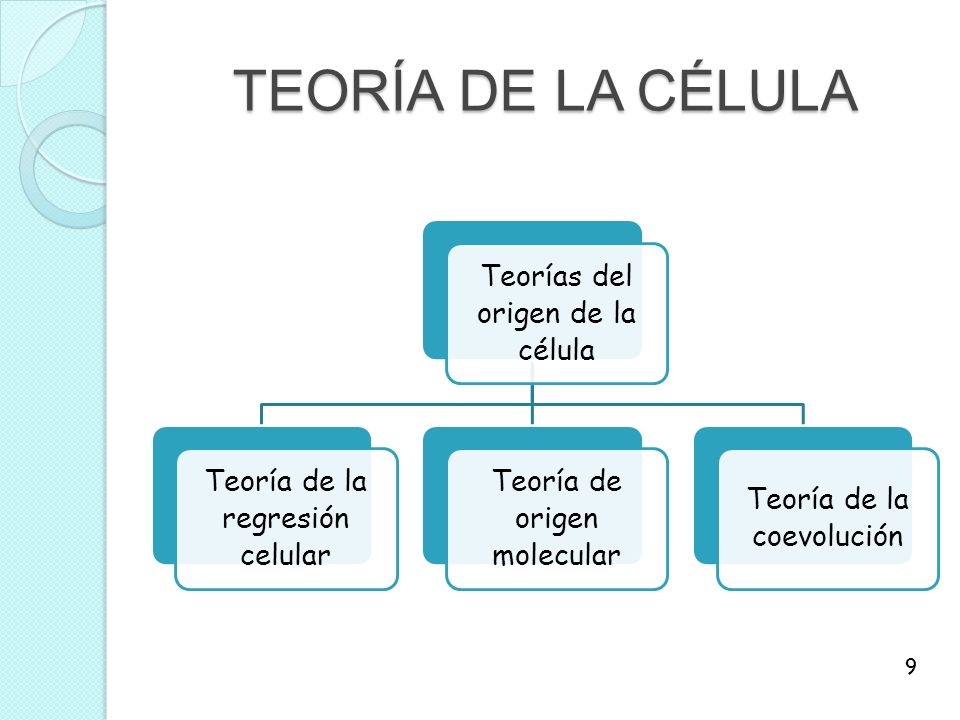 TEORÍA DE LA CÉLULA Teorías del origen de la célula