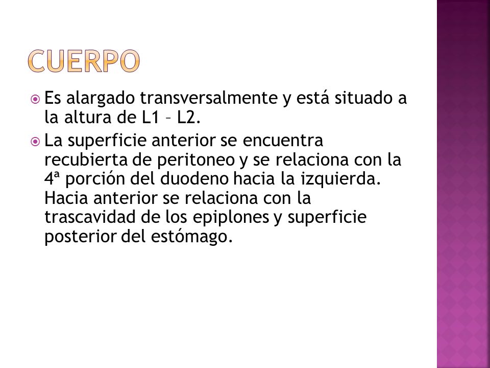 cuerpo Es alargado transversalmente y está situado a la altura de L1 – L2.