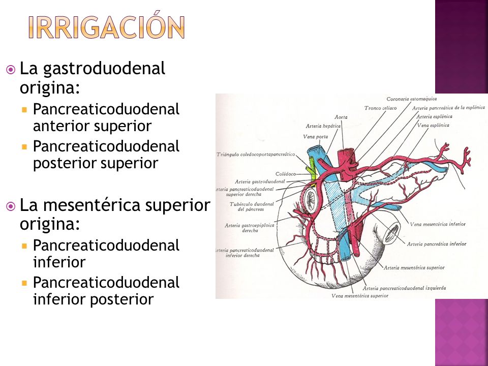 irrigación La gastroduodenal origina: La mesentérica superior origina: