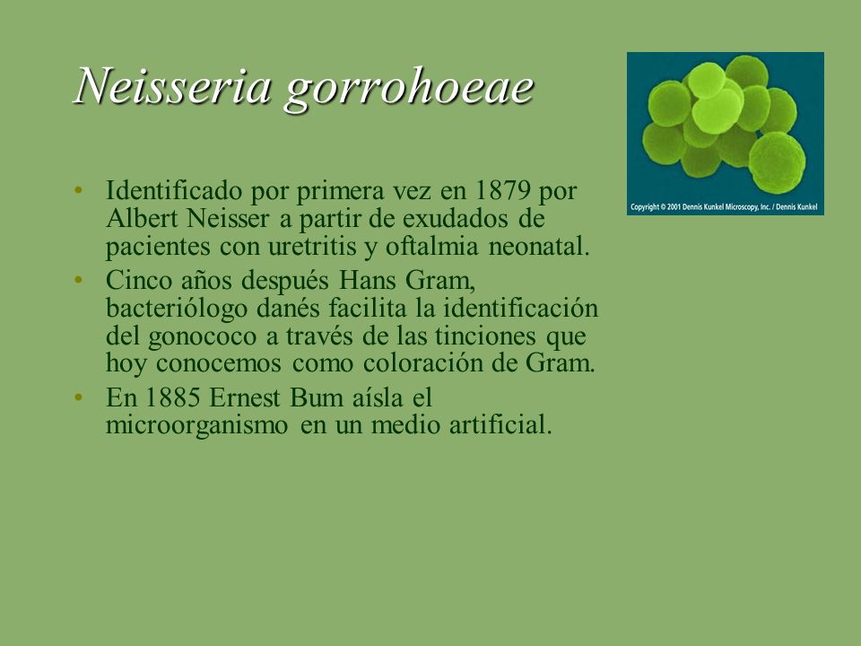 Neisseria gorrohoeae Identificado por primera vez en 1879 por Albert Neisser a partir de exudados de pacientes con uretritis y oftalmia neonatal.