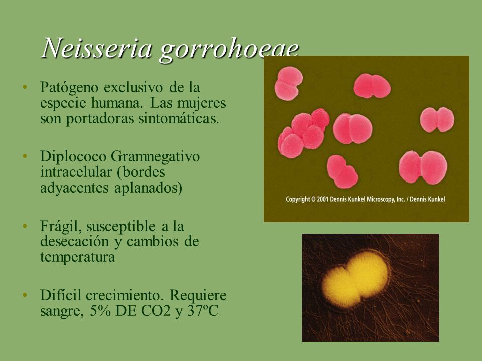 Neisseria gorrohoeae Patógeno exclusivo de la especie humana. Las mujeres son portadoras sintomáticas.