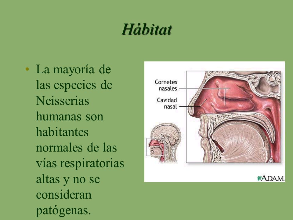 Hábitat La mayoría de las especies de Neisserias humanas son habitantes normales de las vías respiratorias altas y no se consideran patógenas.