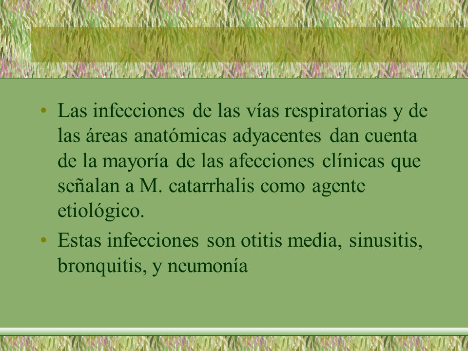 Las infecciones de las vías respiratorias y de las áreas anatómicas adyacentes dan cuenta de la mayoría de las afecciones clínicas que señalan a M. catarrhalis como agente etiológico.