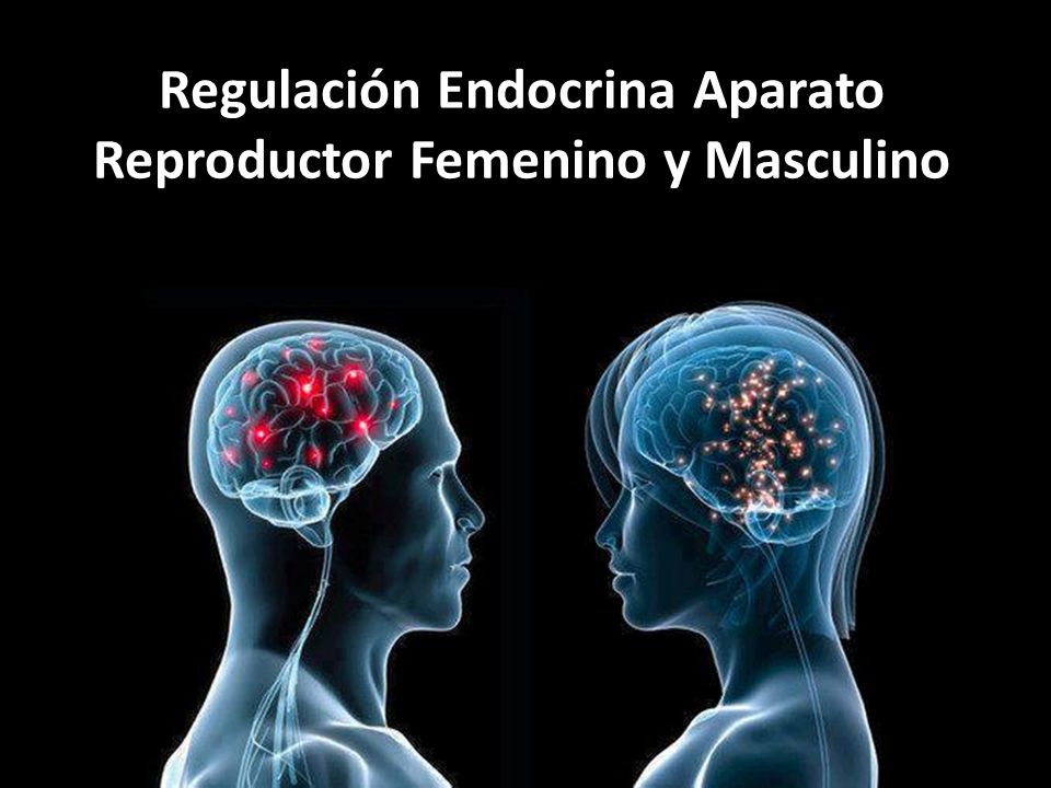 Regulación Endocrina Aparato Reproductor Femenino y Masculino