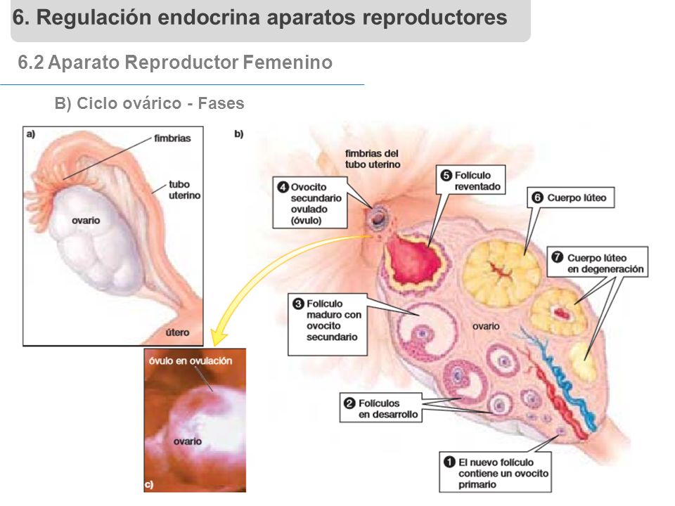 6. Regulación endocrina aparatos reproductores
