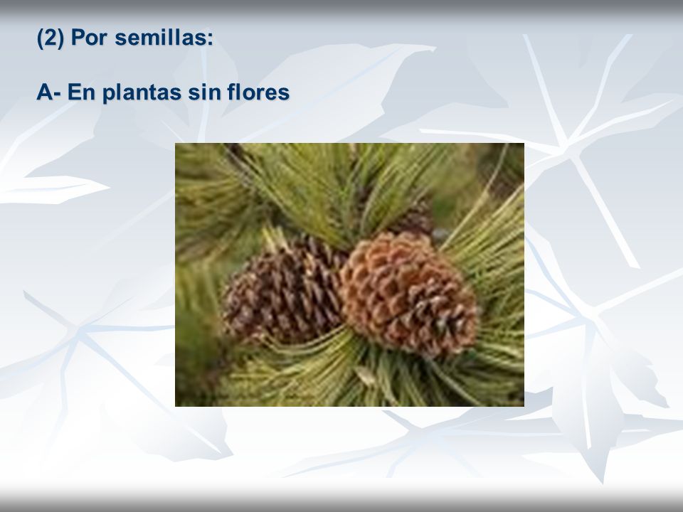 (2) Por semillas: A- En plantas sin flores